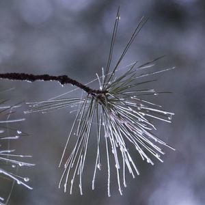 Meet your Posher, Alice